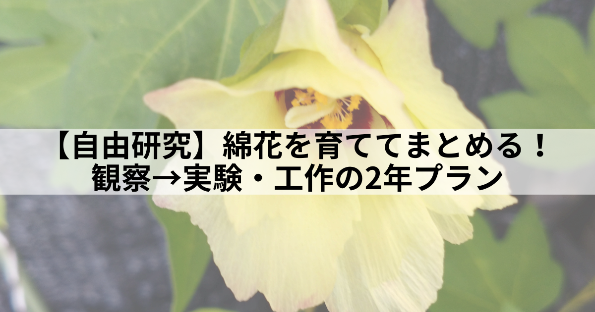 自由研究におすすめの綿花栽培。観察・実験・工作を通して2年間の学びを深める自由研究プランを紹介するバナー画像。